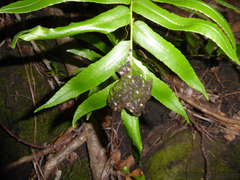 Natalobatrachus bonebergi