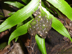 Natalobatrachus bonebergi