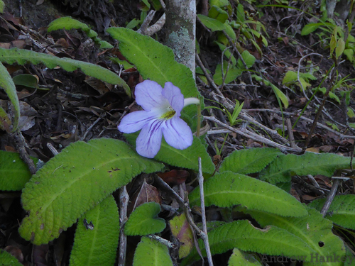 Streptocarpus formosus