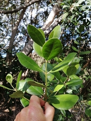 Olea capensis