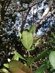 Olea capensis