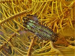 Synalpheus stimpsonii