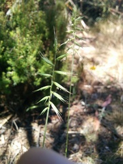 Australopyrum pectinatum