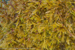 Sciuro-hypnum plumosum