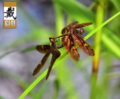 Rhyothemis obsolescens