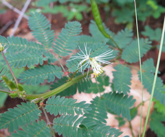 Desmanthus pernambucanus