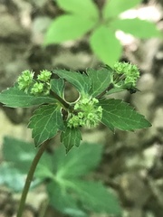 Sanicula smallii