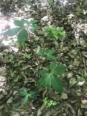 Sanicula smallii