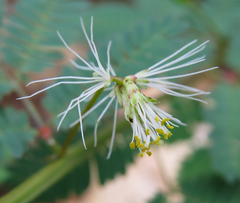 Desmanthus pernambucanus