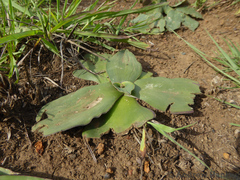 Ledebouria ovatifolia ovatifolia