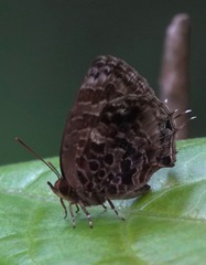 Arhopala abseus
