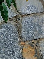 Lycodon anamallensis