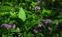 Veratrum parviflorum