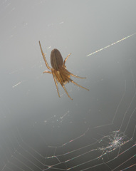 Larinia borealis