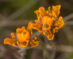 Castilleja levisecta