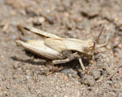 Morphacris fasciata