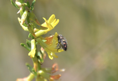 Acmaeodera holsteni