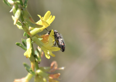 Acmaeodera holsteni