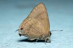 Rapala varuna formosana