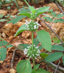 Leucas martinicensis