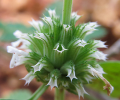 Leucas martinicensis