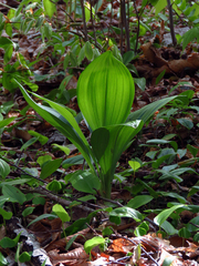 Veratrum parviflorum