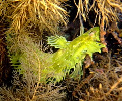 Longnose Weedfish photo 4