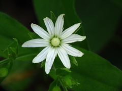 Stellaria corei
