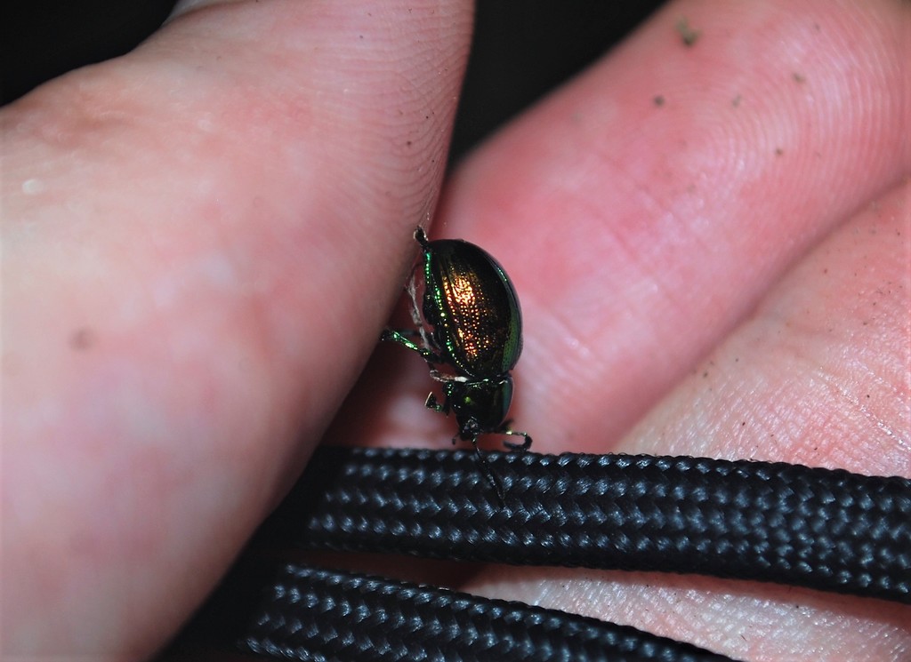 Platycorynus parvulus