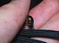 Platycorynus parvulus