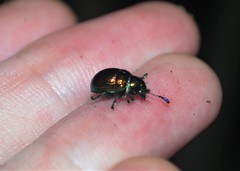 Platycorynus parvulus