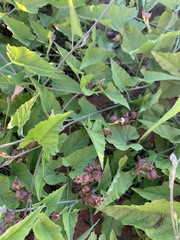 Convolvulus farinosus