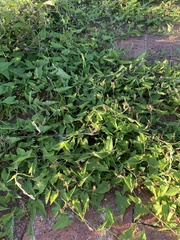 Convolvulus farinosus