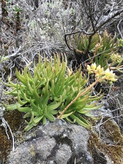 Dudleya virens virens