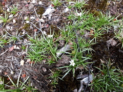 Stylidium subulatum