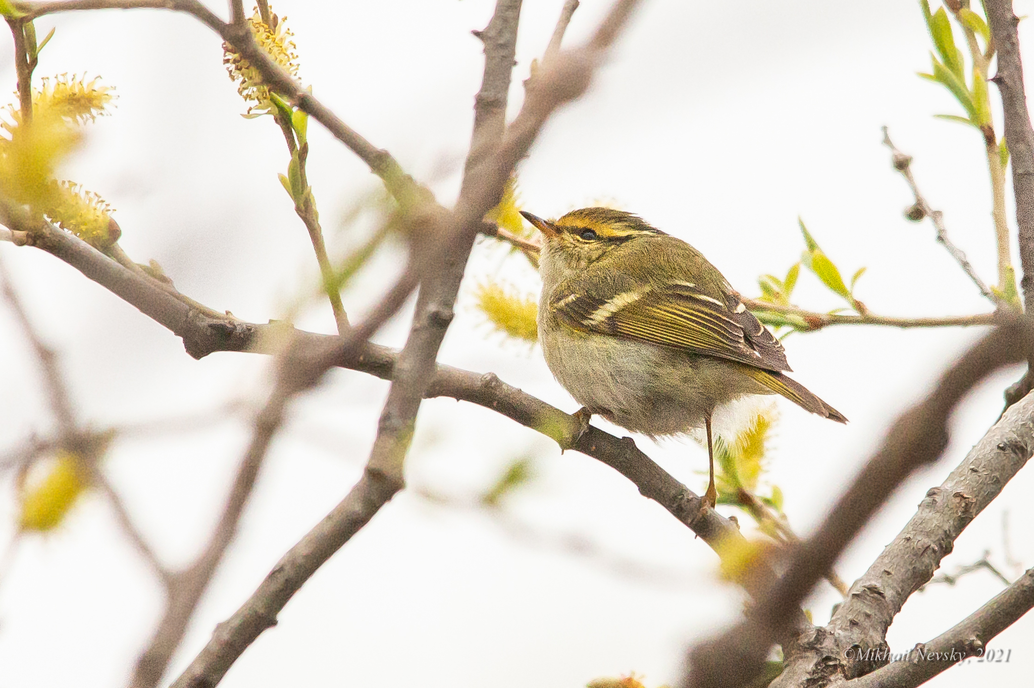 Pallas's Leaf Warbler