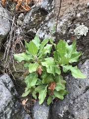 Munzothamnus blairii