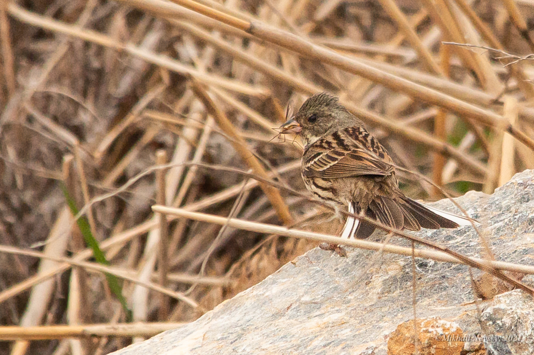 Black-faced Bunting