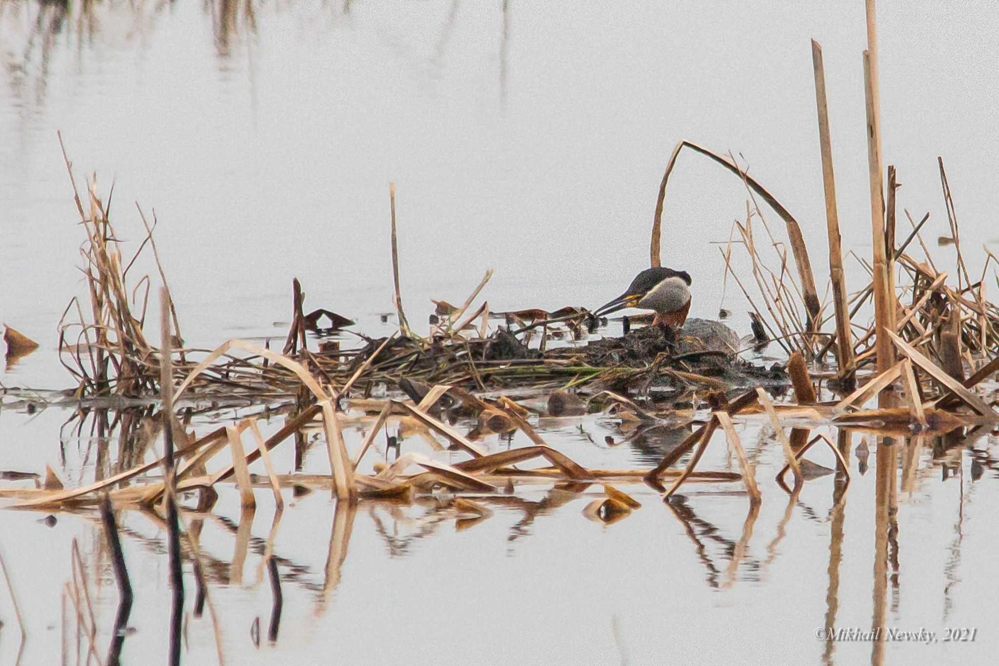 Red-necked Grebe