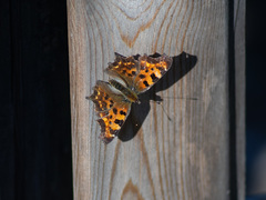 Polygonia c-album
