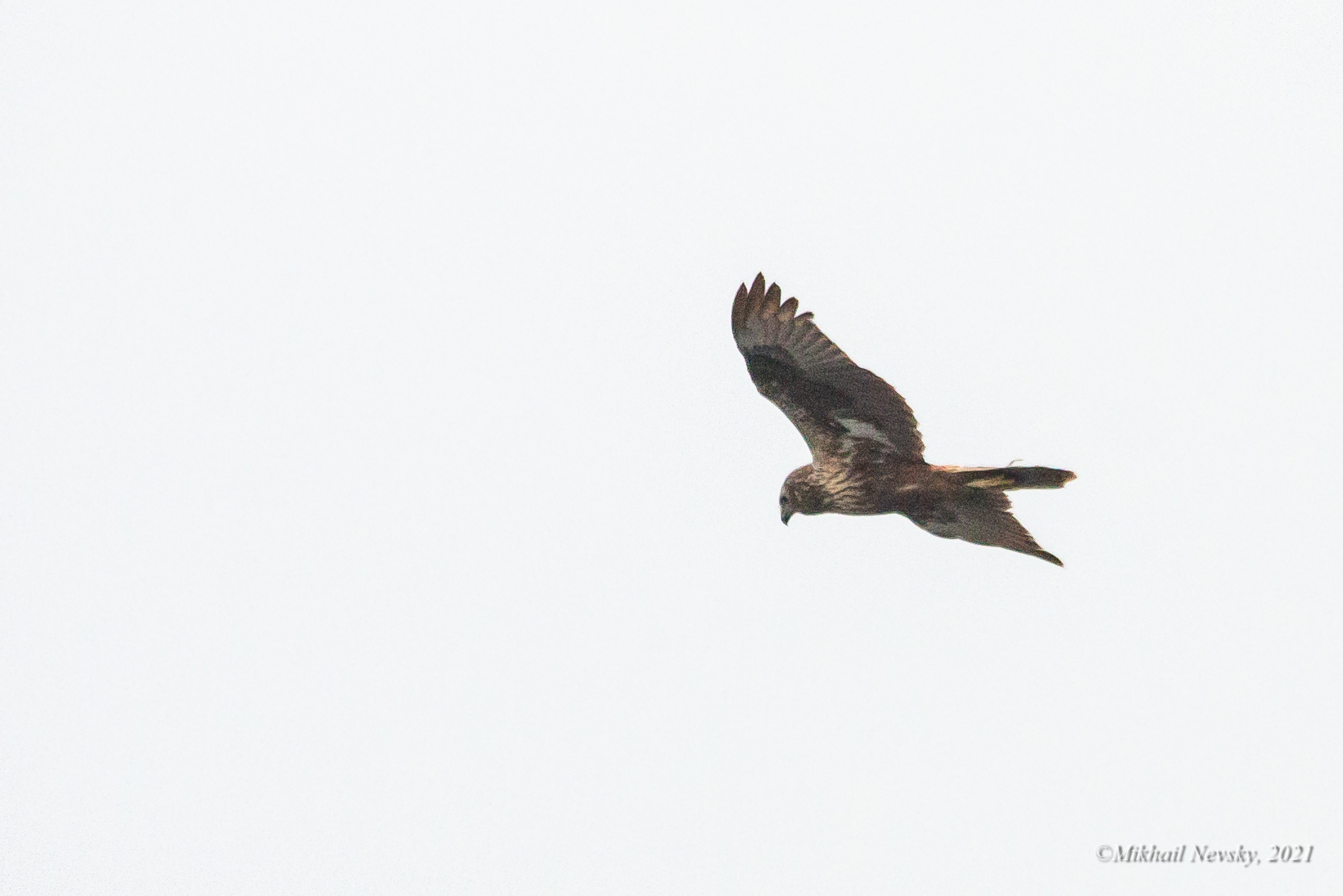 Eastern Marsh Harrier
