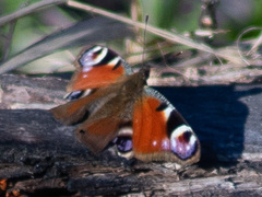 Aglais io