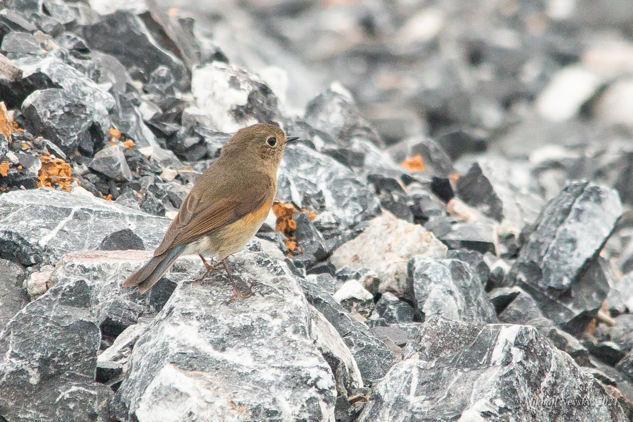 Red-flanked Bluetail