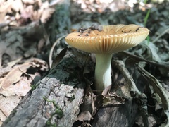 Russula pectinatoides