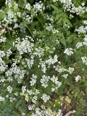 Anthriscus sylvestris