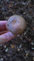Lactarius argillaceifolius argillaceifolius