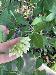 Baptisia megacarpa