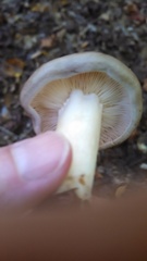 Lactarius argillaceifolius argillaceifolius