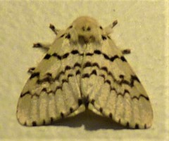 Lymantria antennata