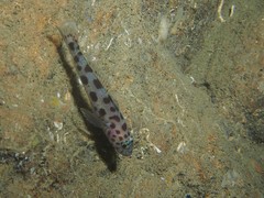 Thorogobius ephippiatus